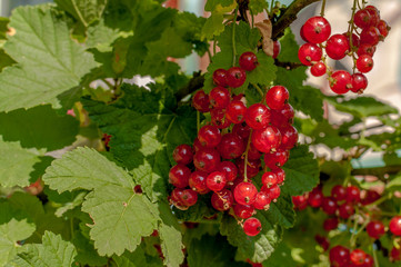 Owoce czerwonej porzeczki na krzewie