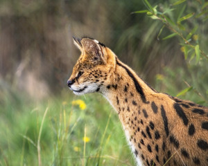Female Serval in captivity plays at hunting with her keeper