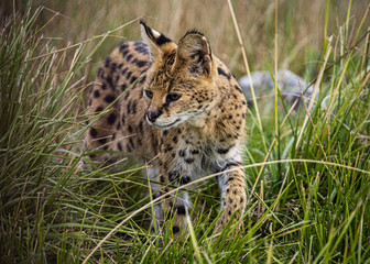 Female Serval in captivity plays at hunting with her keeper
