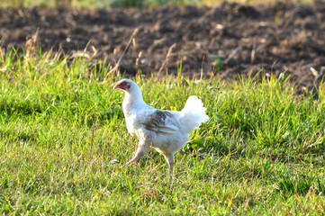 bird on the grass
