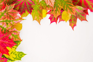 Colourful autumn fall leaves on white background.