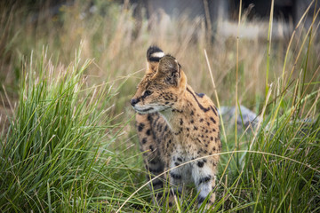 Female Serval in captivity plays at hunting with her keeper