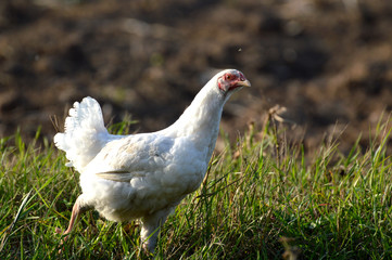 hen on grass