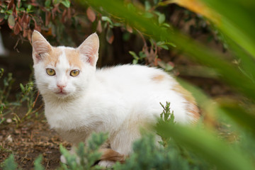 Naklejka na ściany i meble white kitten on the street in summer, street cat, homeless animal