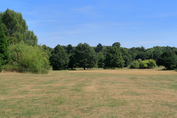 Woodland view at Camer in the Kent countryside