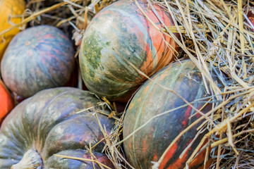 many pumpkins in a hay, autumn background