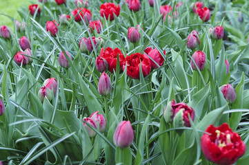 field of red tulips