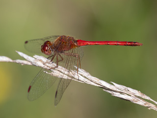 Autumn Meadowhawk (Sympetrum vicinum) Male
