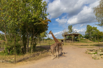 Giraffes In A Safari Park