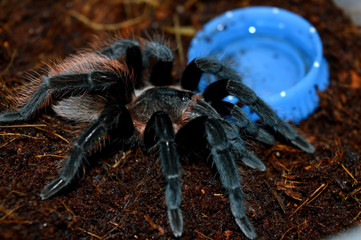 big hairy tarantula