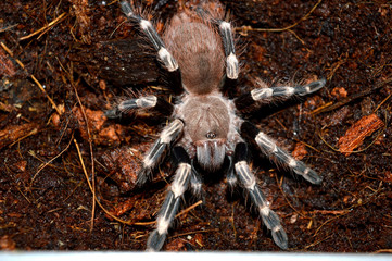tarantula