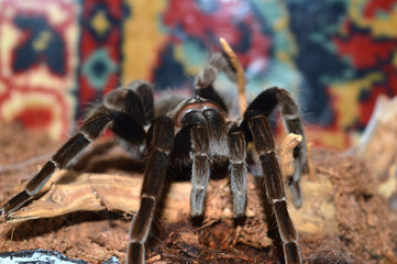 spider on web