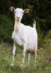 Naklejka premium White domestic goat on a background of nature, pets