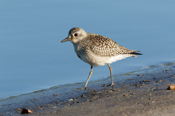 Grey Plover (Pluvialis squatarola).