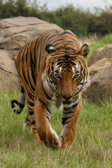 Male Malaysian tiger in captivity