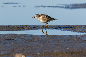 Grey Plover (Pluvialis squatarola).