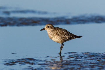 Obraz premium Grey Plover (Pluvialis squatarola).