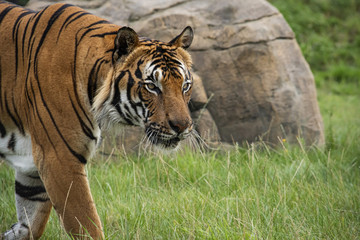 Male Malaysian tiger in captivity