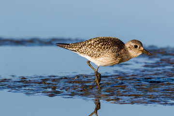 Grey Plover (Pluvialis squatarola).