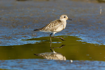 Obraz premium Grey Plover (Pluvialis squatarola).