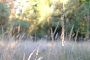 Dry leave of grass on the grass background