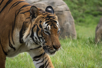 Male Malaysian tiger in captivity