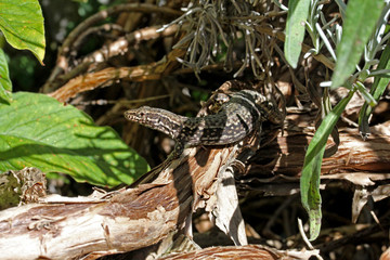 lucertola (Podarcis muralis) in un cespuglio di lavanda