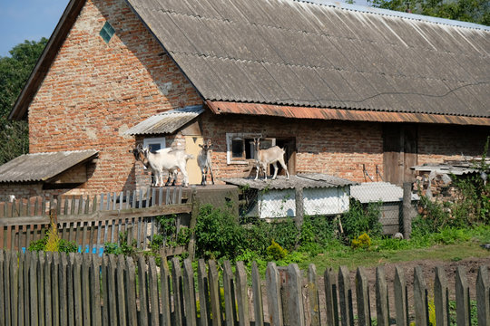 Ukraina, wieś - kozy przy gospodarstwie
