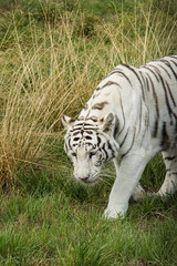 Obraz na płótnie Canvas Female White (Albino) tiger in captivity
