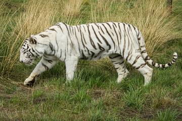 Fototapeta na wymiar Female White (Albino) tiger in captivity