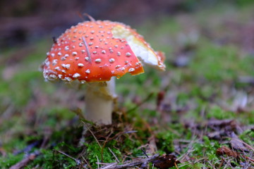 Red Mushroom With White Spots in the forest