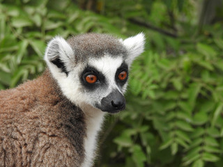 Obraz premium lémurien