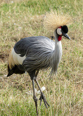 Fototapeta premium Grey crowned crane also known as the Ugandan crested Crane
