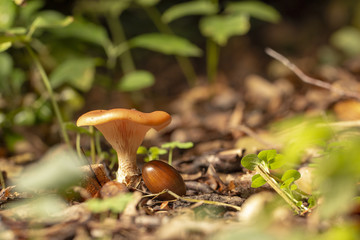 Chanterelle mushroom in the wood, valuable edible mushroom