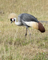 Grey crowned crane also known as the Ugandan crested Crane