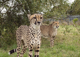 Cheetah in captivity, standing, breeding pair