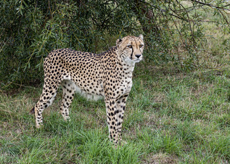Fototapeta na wymiar Cheetah in captivity, standing