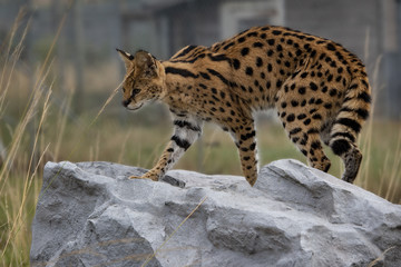 Female Serval in captivity plays at hunting with her keeper