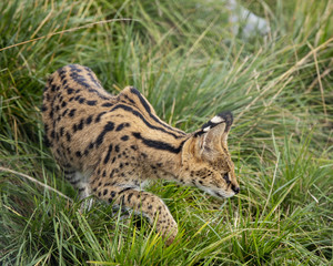 Naklejka na ściany i meble Female Serval in captivity plays at hunting with her keeper