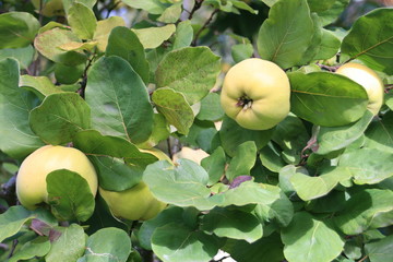 Quittenbaum im Herbst