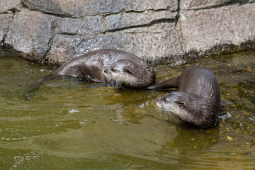 long clawed otter pair in captivity