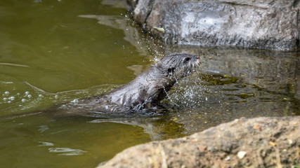 long clawed otter  in captivity
