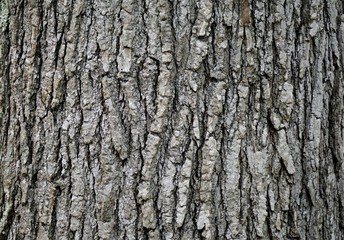 Texture of crab apple tree bark in nature, Winter in GA USA.