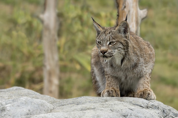 Candian lynx in captivity