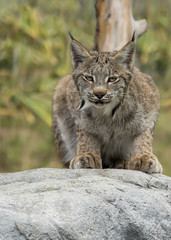 Candian lynx in captivity