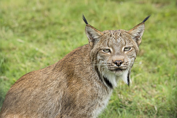 Candian lynx in captivity