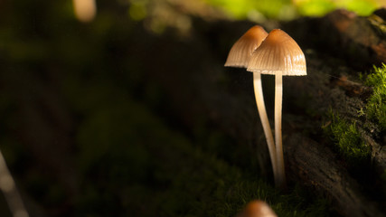Galerina marginata is deadly poisonous mushroom. close up