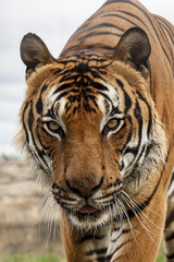 Fototapeta na wymiar Male Malaysian tiger, close up