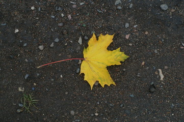 yellow leaf on asphalt