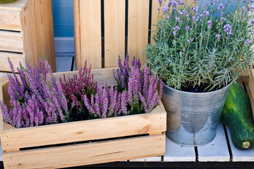 Lavender bush in a bucket and heather in a wooden box